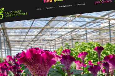 website design by rainbow marketing dunnville on